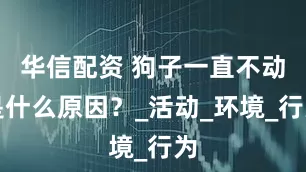 华信配资 狗子一直不动是什么原因？_活动_环境_行为